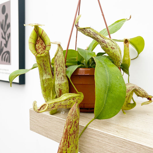 30 - 40cm Nepenthes Mojito in Hanging Pot Monkey Jars 14cm Pot House Plant