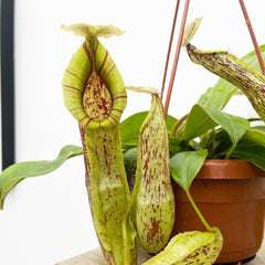 30 - 40cm Nepenthes Mojito in Hanging Pot Monkey Jars 14cm Pot House Plant