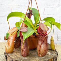 30 - 40cm Nepenthes Rob in Hanging Pot Monkey Jars 14cm Pot House Plant House Plant