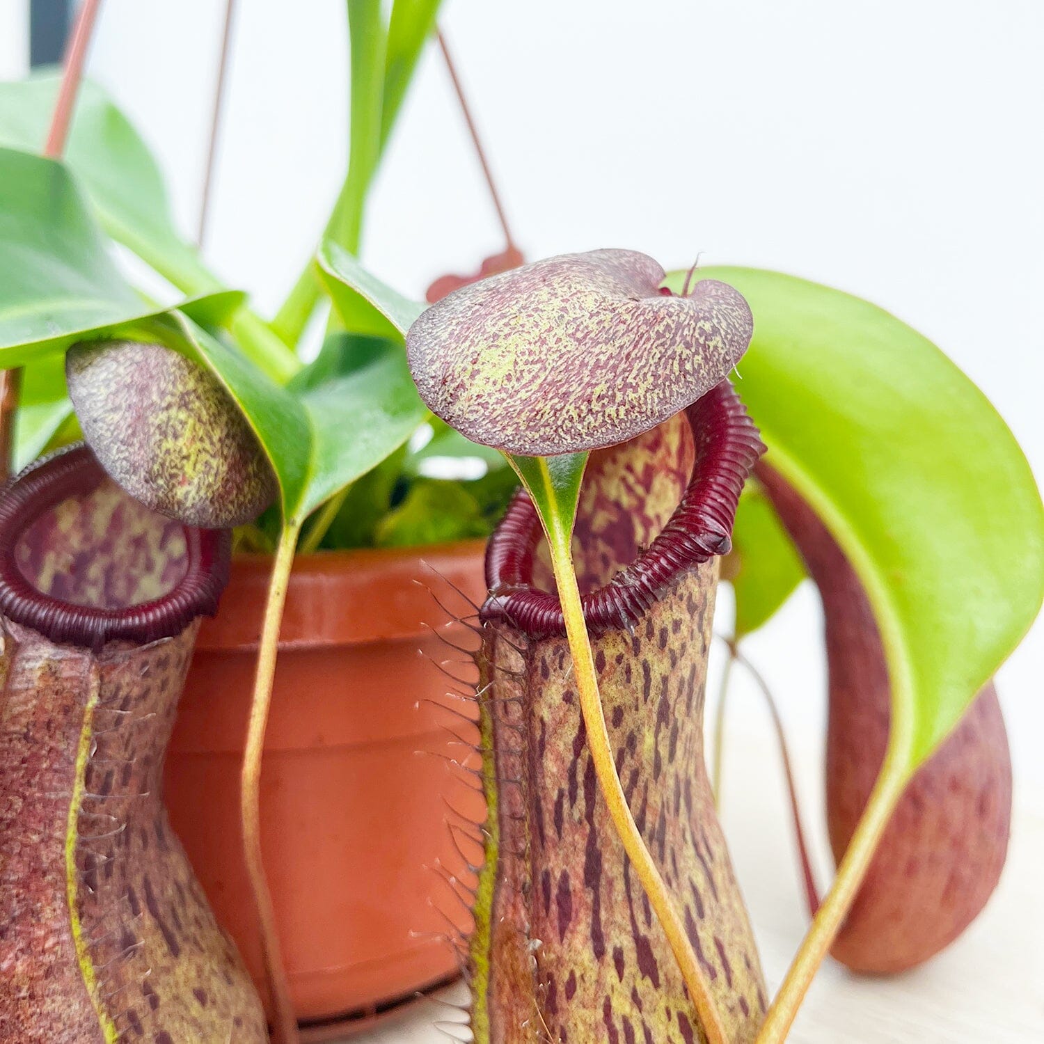 30 - 40cm Nepenthes Rob in Hanging Pot Monkey Jars 14cm Pot House Plant House Plant