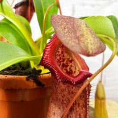 30 - 40cm Nepenthes Rob in Hanging Pot Monkey Jars 14cm Pot House Plant House Plant