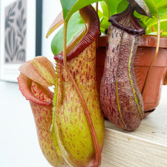 30 - 40cm Nepenthes Rob in Hanging Pot Monkey Jars 14cm Pot House Plant House Plant