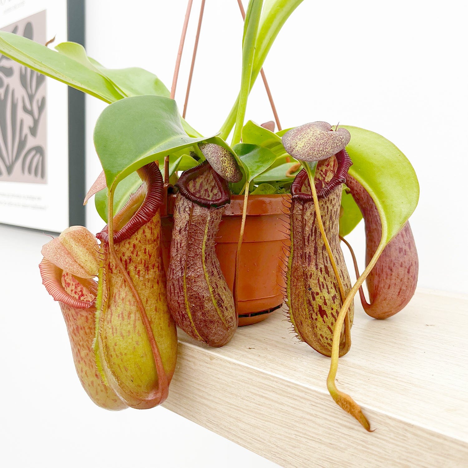 30 - 40cm Nepenthes Rob in Hanging Pot Monkey Jars 14cm Pot House Plant House Plant