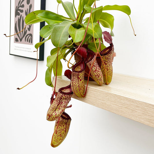 30 - 40cm Nepenthes Sam in Hanging Pot Monkey Jars 14cm Pot House Plant House Plant