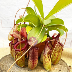 30 - 40cm Nepenthes Sam in Hanging Pot Monkey Jars 14cm Pot House Plant House Plant