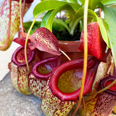 30 - 40cm Nepenthes Sam in Hanging Pot Monkey Jars 14cm Pot House Plant House Plant