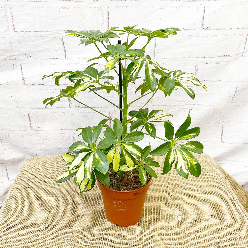 30 - 40cm Schefflera Janine Variegated House Plant 14cm Pot House Plant