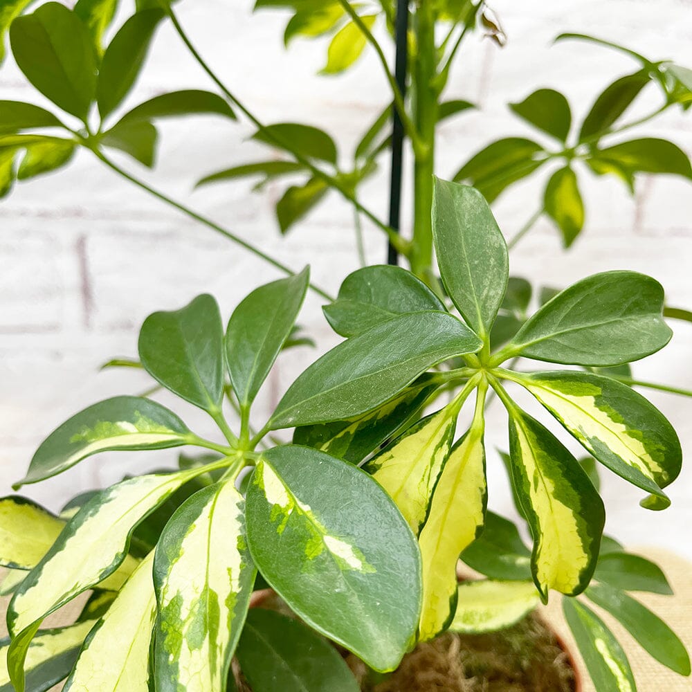 30 - 40cm Schefflera Janine Variegated House Plant 14cm Pot House Plant