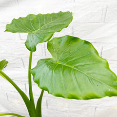 30 - 45cm Alocasia Tropical Green Elephant Ear 12cm Pot House Plant