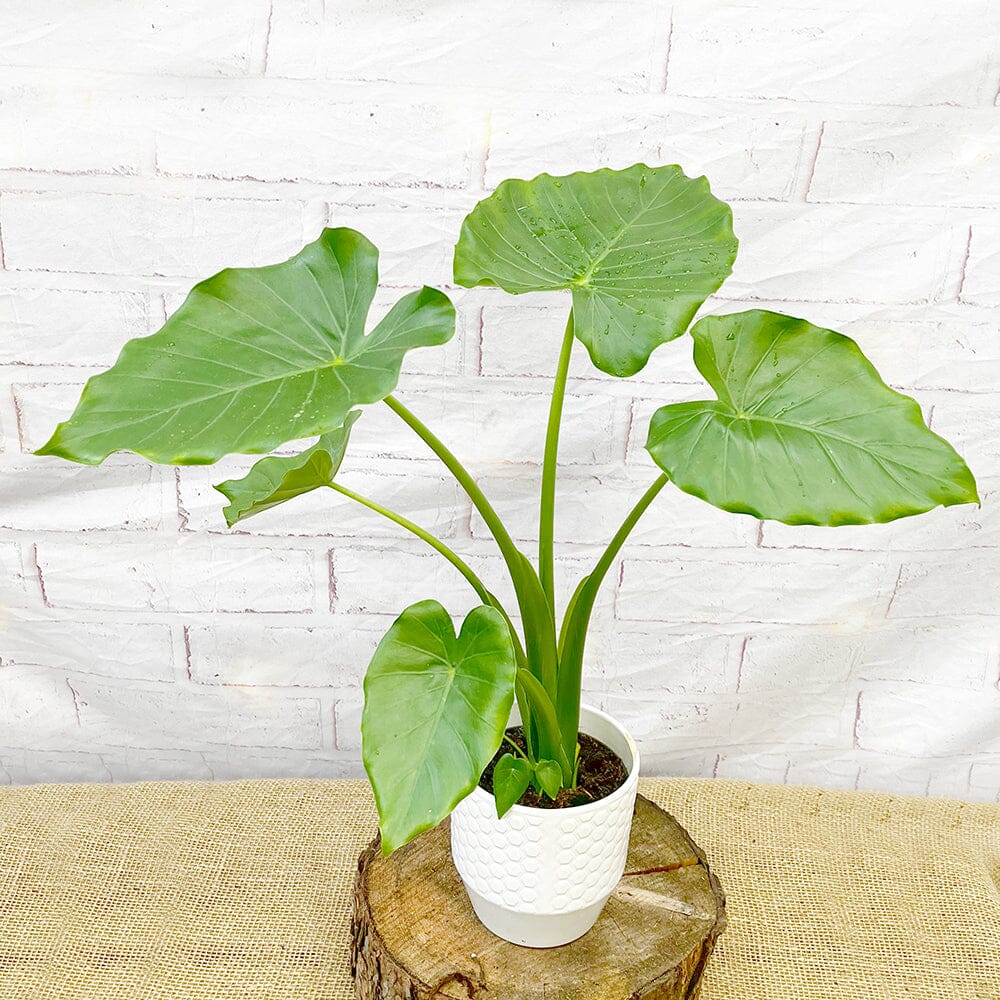 30 - 45cm Alocasia Tropical Green Elephant Ear 12cm Pot House Plant