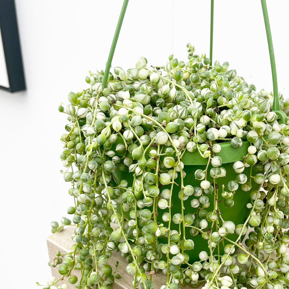 30 - 45cm Variegated String of Pearls Senecio Rowleyanus 14cm Pot House Plant House Plant