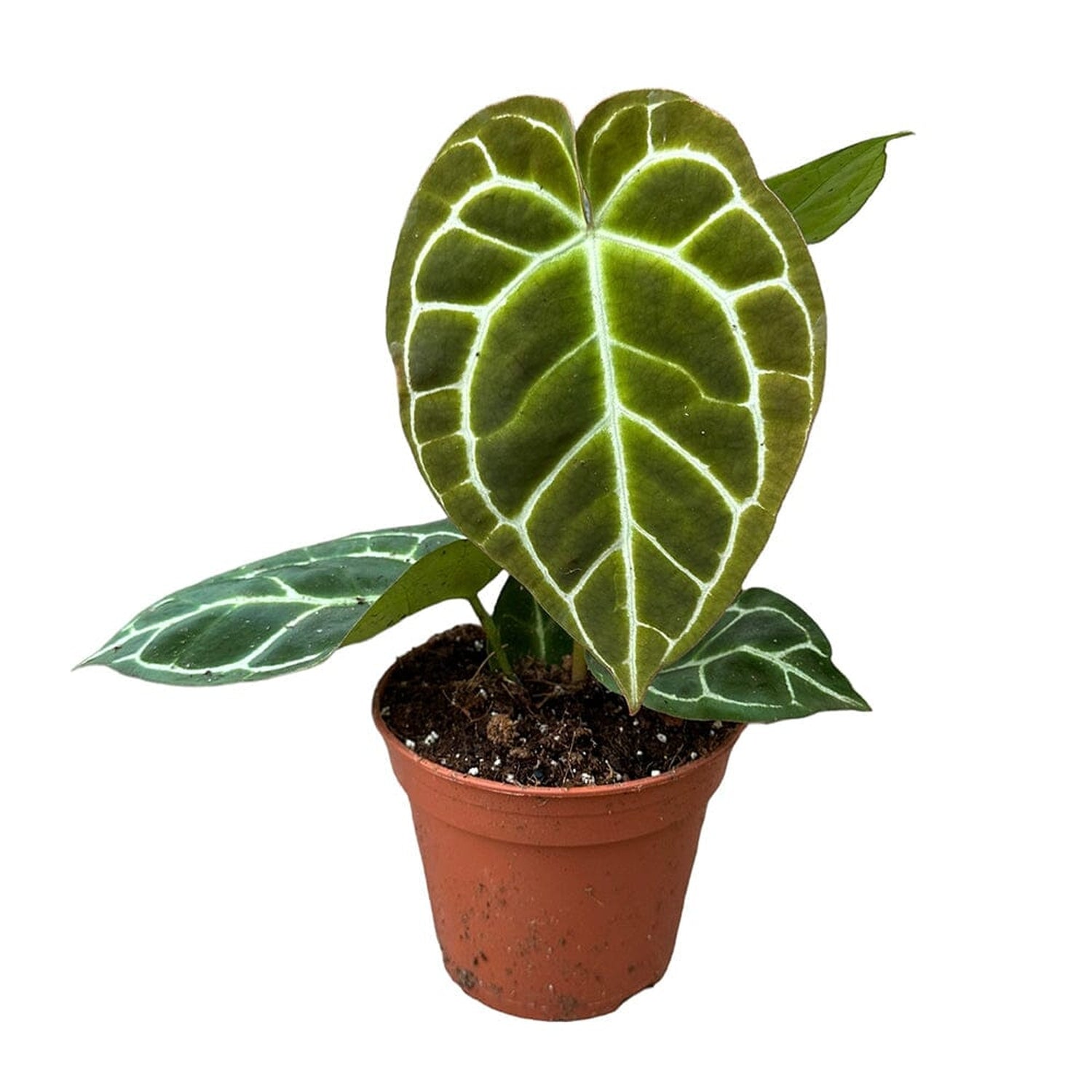 30 cm Anthurium Crystallinum House Plant 14 cm Pot House Plant