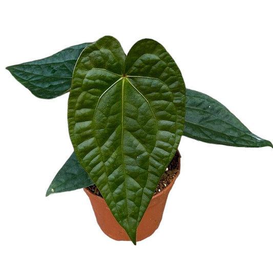 30 cm Anthurium Magnificum x Luxurians House Plant 14 cm Pot House Plant