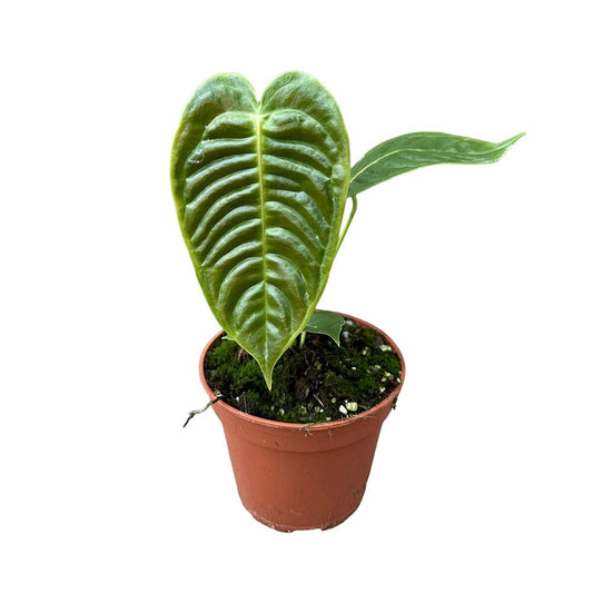 30 cm Anthurium Veitchii House Plant 14 cm Pot House Plant