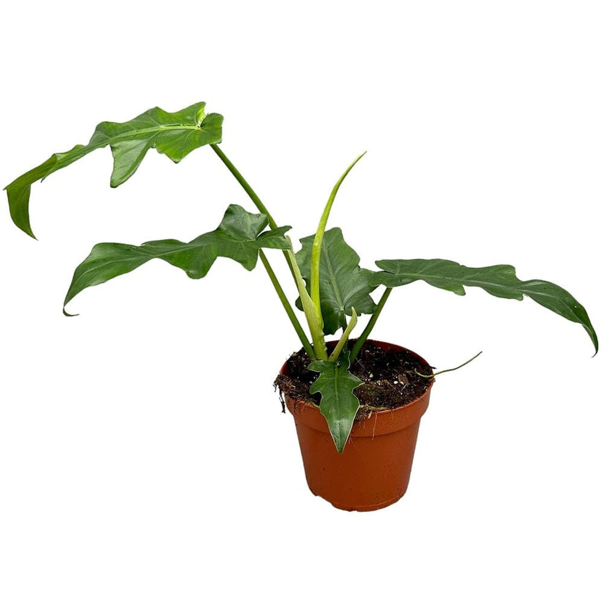 30 cm Philodendron Bob Cee House Plant 17 cm Pot House Plant