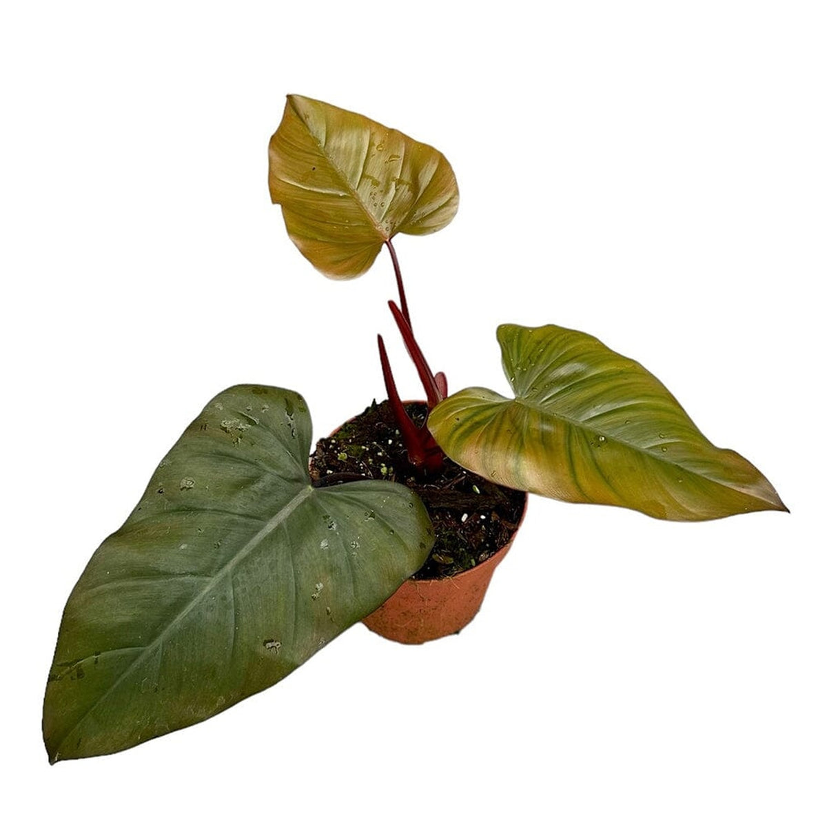 30 cm Philodendron Dark Lord House Plant 17 cm Pot House Plant