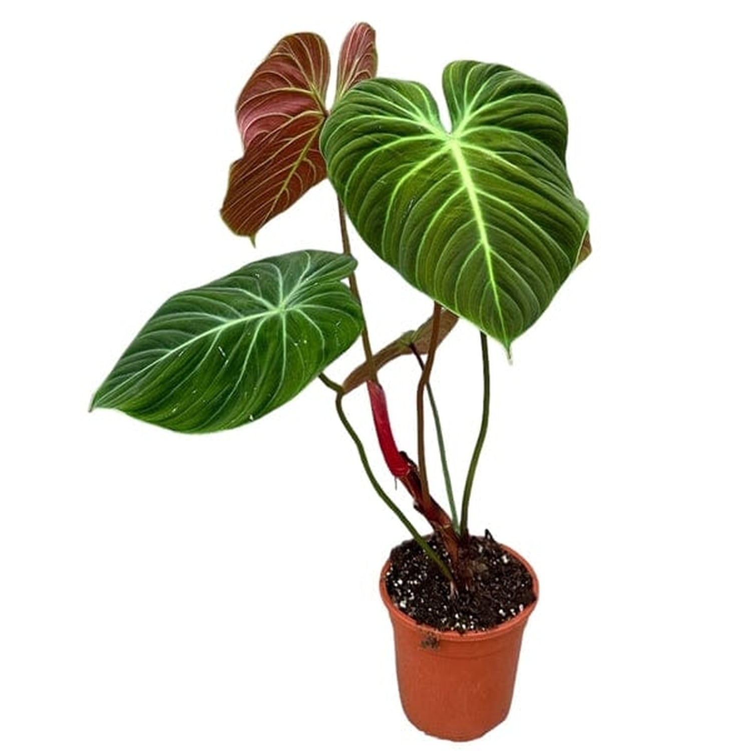 30 cm Philodendron El Choco Red House Plant 19 cm Pot House Plant