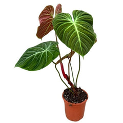 30 cm Philodendron El Choco Red House Plant 19 cm Pot House Plant