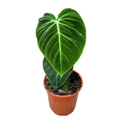 30 cm Philodendron El Choco Red House Plant 19 cm Pot House Plant