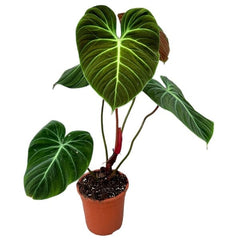 30 cm Philodendron El Choco Red House Plant 19 cm Pot House Plant