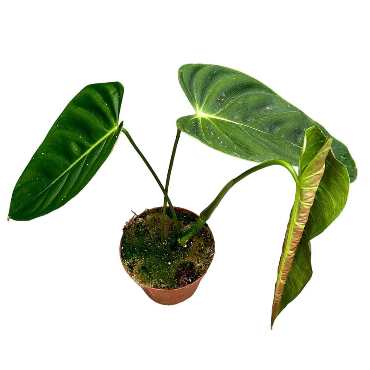 30 cm Philodendron Esmeraldense House Plant 17 cm Pot House Plant