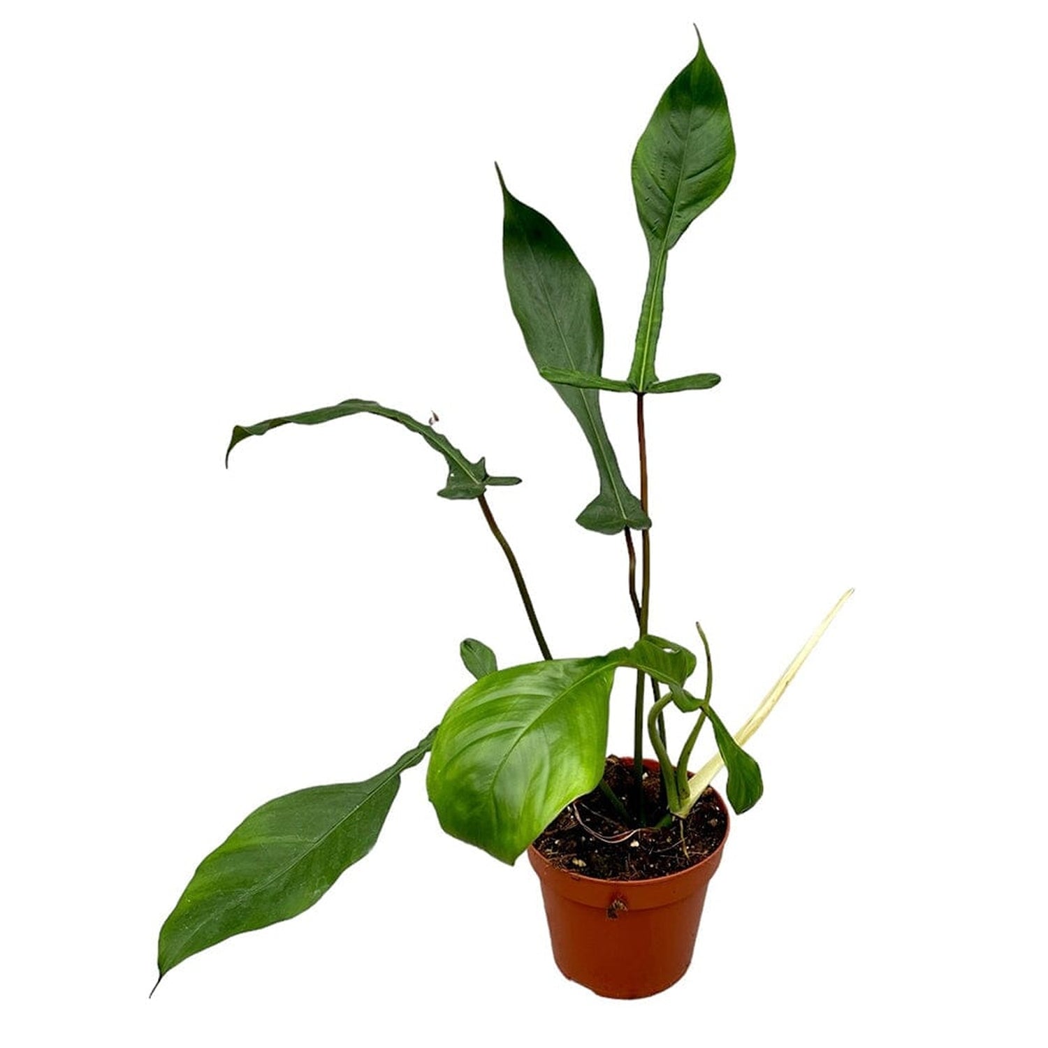 30 cm Philodendron Joepii House Plant 17 cm Pot House Plant