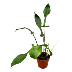 30 cm Philodendron Joepii House Plant 17 cm Pot House Plant