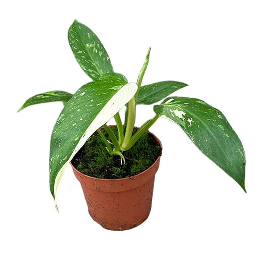 30 cm Philodendron Jose Buono House Plant 17 cm Pot House Plant