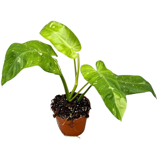 30 cm Philodendron Jose Buono House Plant 17 cm Pot House Plant