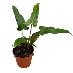 30 cm Philodendron Mexicanum House Plant 17 cm Pot House Plant