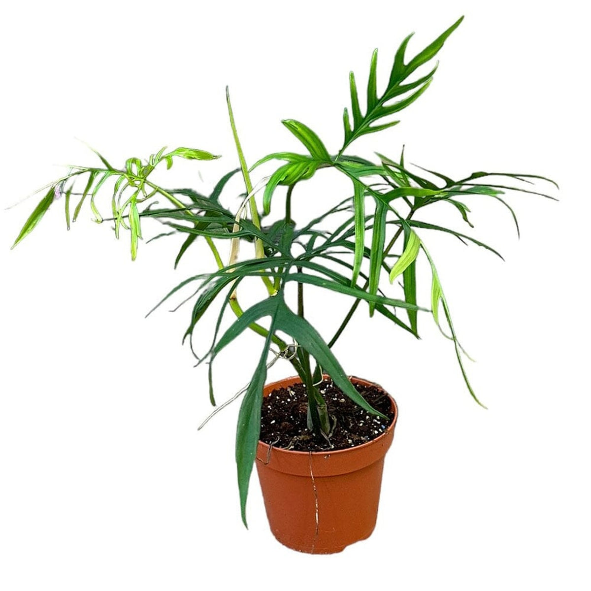 30 cm Philodendron Polypodioides House Plant 17 cm Pot House Plant