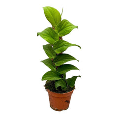 30 cm Rhaphidophora Korthalsii House Plant 14 cm Pot House Plant