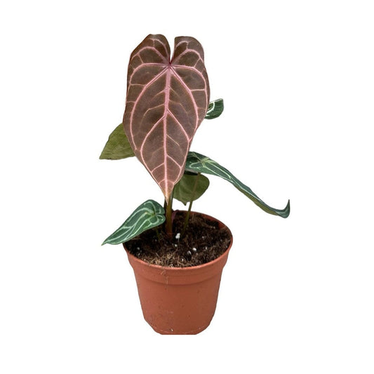 30cm Red Anthurium Crystallinum House Plant 14 cm Pot House Plant