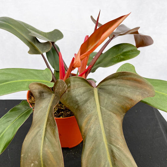 35 - 45cm Philodendron Bronze Florida 15cm Pot House Plant House Plant