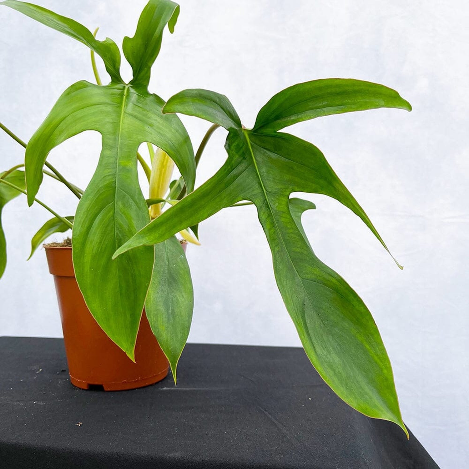 35 - 45cm Philodendron Glad Hands 15cm Pot House Plant House Plant