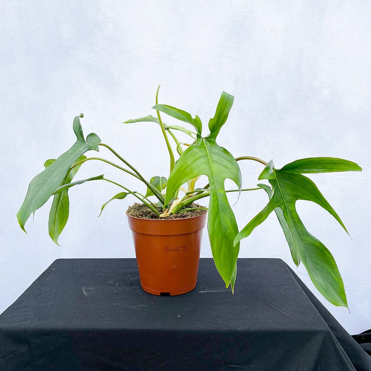 35 - 45cm Philodendron Glad Hands 15cm Pot House Plant House Plant