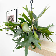 35 - 45cm Staghorn Fern in Hanging Pot Platycerium Bifurcatum 19cm Pot House Plant House Plant