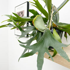 35 - 45cm Staghorn Fern in Hanging Pot Platycerium Bifurcatum 19cm Pot House Plant House Plant