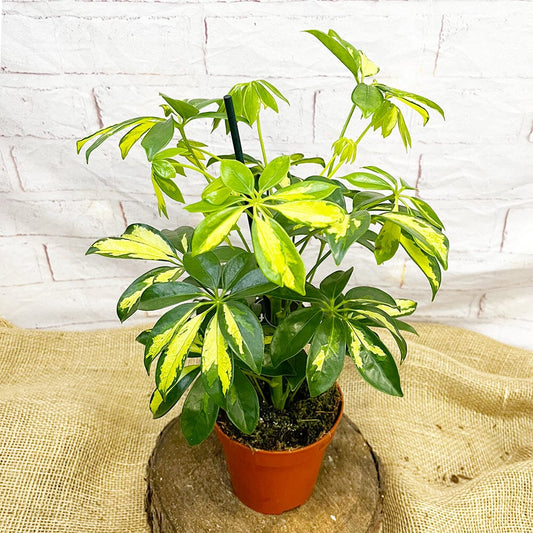 35 - 45cm Variegated Schefflera House Plant 13cm Pot 