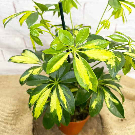 35 - 45cm Variegated Schefflera House Plant 13cm Pot 