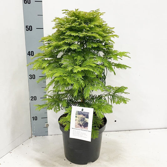 3x Metasequoia glypt. Daweswood Tawny Fleece 19cm Pot 40cm Shrub Plant Shrubs