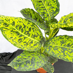 40 - 50cm Dieffenbachia Reflector Dumb Cane 17cm Pot House Plant House Plant