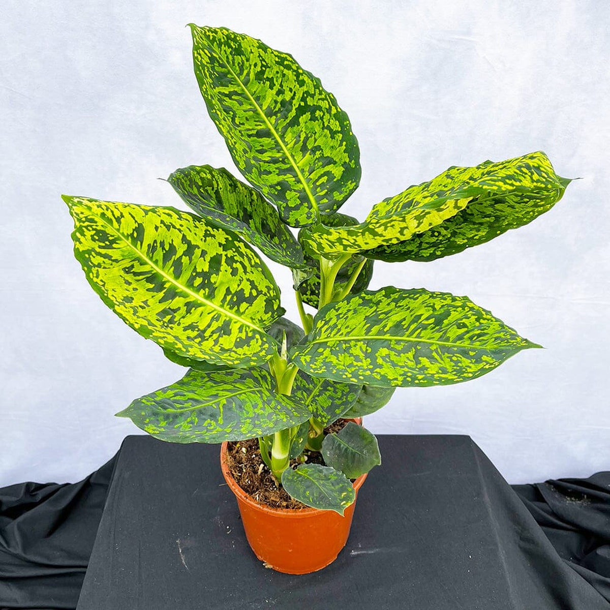 40 - 50cm Dieffenbachia Reflector Dumb Cane 17cm Pot House Plant House Plant