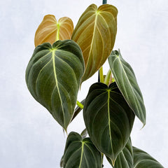 40 - 50cm Philodendron Melanochrysum 17cm Pot House Plant House Plant