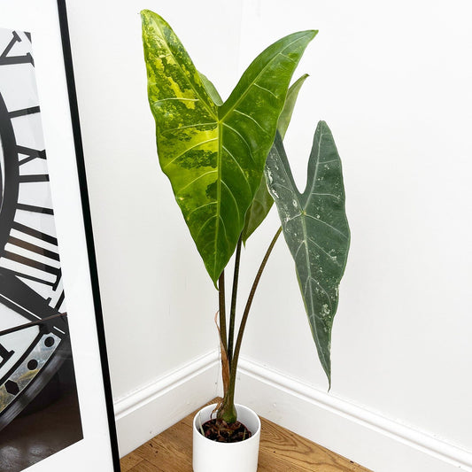 40 - 50cm Variegated Alocasia Longiloba Elephant Ear 10.5cm Pot House Plant House Plant