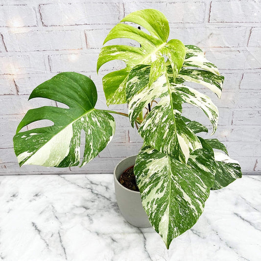 40 - 50cm Variegated Monstera - Monstera Variegata Albo Cheese Plant 17cm Pot House Plant House Plant