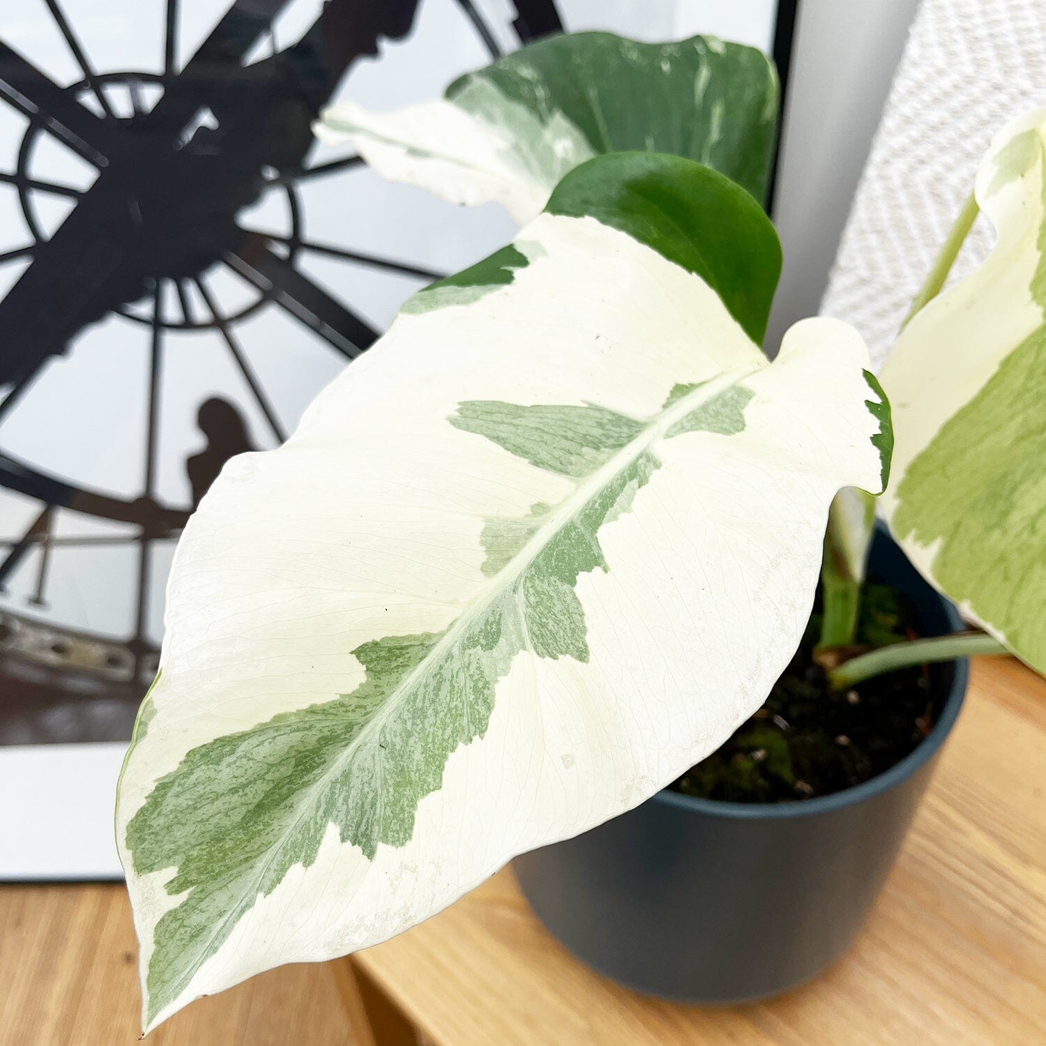 40 - 50cm White Ghost Variegated Monstera - Cheese Plant 17cm Pot House Plant House Plant