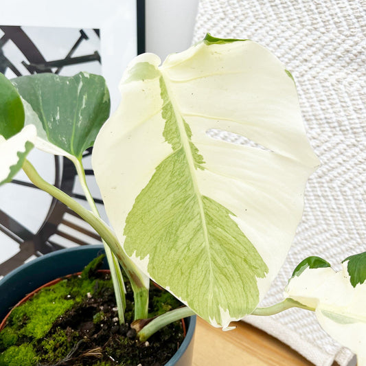 40 - 50cm White Ghost Variegated Monstera - Cheese Plant 17cm Pot House Plant House Plant