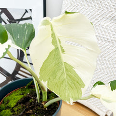 40 - 50cm White Ghost Variegated Monstera - Cheese Plant 17cm Pot House Plant House Plant