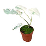 40 - 50cm White Ghost Variegated Monstera - Cheese Plant 17cm Pot House Plant House Plant